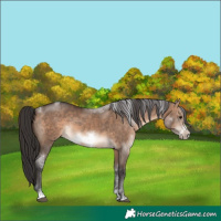 Horse Color:Brown Dun Sabino Frame Rabicano 
