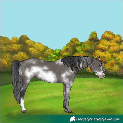 Horse Color:White Spotted Grullo Sabino Frame Rabicano