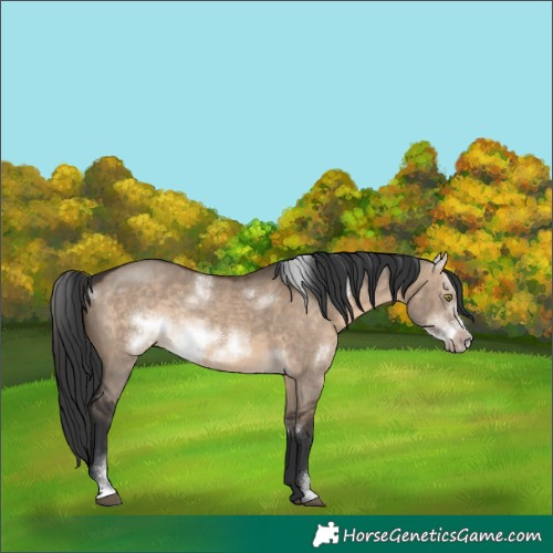 Horse Color:White Spotted Brown Dun Sabino Frame Rabicano 
