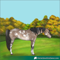 Horse Color:White Spotted Brown Dun Sabino Rabicano