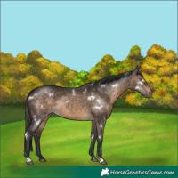 Horse Color:White Spotted Brown Dun Sabino Rabicano 