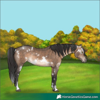 Horse Color:White Spotted Brown Dun Sabino Rabicano 
