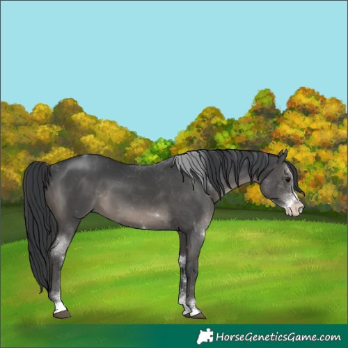 Horse Color:Grullo Sabino Rabicano