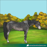 Horse Color:Grullo Sabino Rabicano