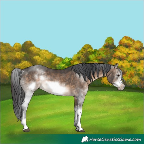 Horse Color:Brown Dun Sabino Frame Rabicano