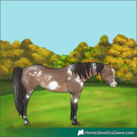 Horse Color:White Spotted Brown Dun Frame Rabicano