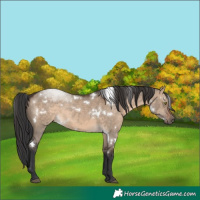Horse Color:White Spotted Brown Dun Sabino Rabicano 