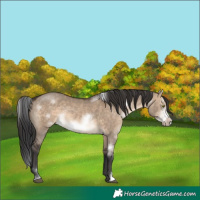 Horse Color:White Spotted Brown Dun Sabino Frame Rabicano