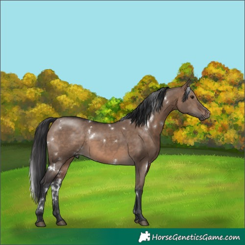 Horse Color:White Spotted Brown Dun Rabicano 