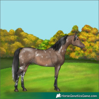 Horse Color:White Spotted Brown Dun Rabicano 