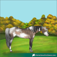 Horse Color:White Spotted Brown Dun Sabino Frame Rabicano 