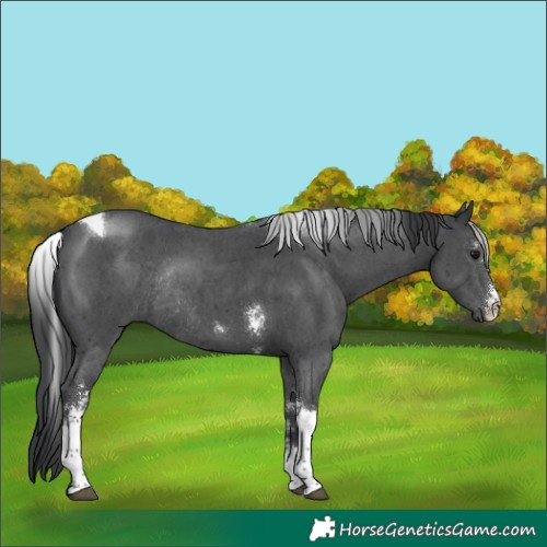 Horse Color:Black Sabino Tobiano Rabicano