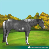 Horse Color:Black Sabino Tobiano Rabicano