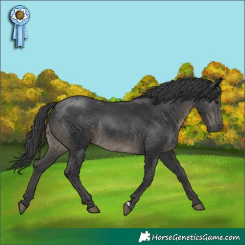 Horse Color:Black Rabicano