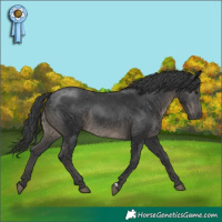 Horse Color:Black Rabicano