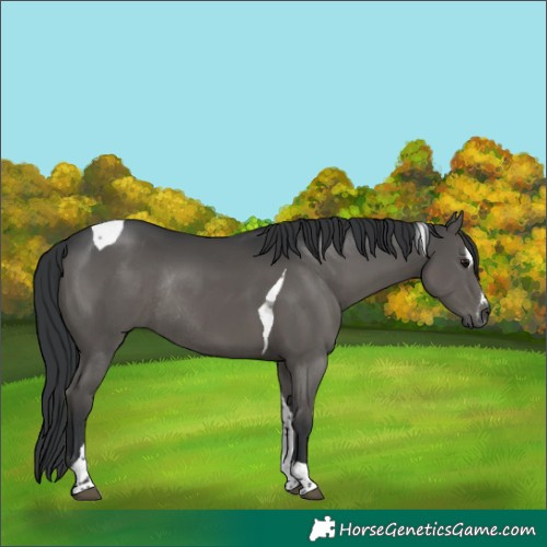 Horse Color:Grullo Sabino Tobiano Rabicano 