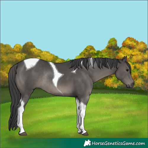 Horse Color:Black Tobiano Rabicano 