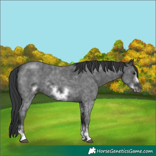 Horse Color:Black Sabino Frame Rabicano 