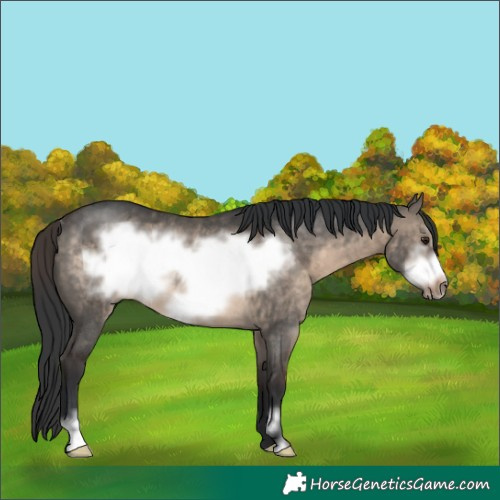 Horse Color:Brown Dun Sabino Frame Rabicano