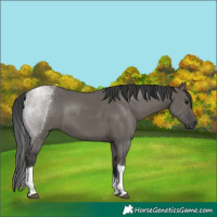 Horse Color:Grullo Sabino Tobiano Rabicano