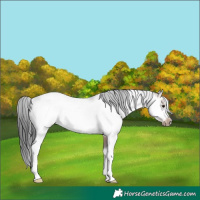 Horse Color:Brown Sabino Frame Rabicano 