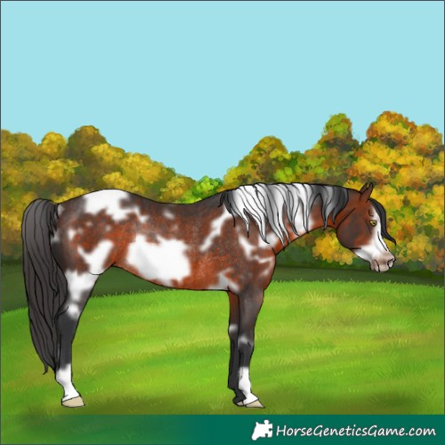 Horse Color:White Spotted Brown Frame Rabicano