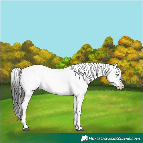 Horse Color:Brown Dun Sabino Rabicano 