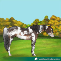 Horse Color:White Spotted Brown Frame Rabicano