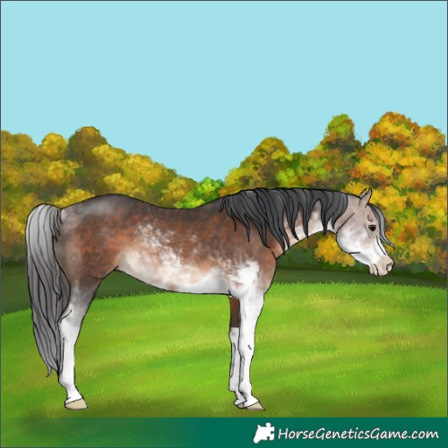 Horse Color:Brown Sabino Rabicano 