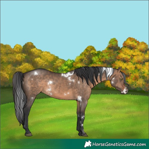 Horse Color:White Spotted Brown Dun Sabino Rabicano