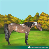 Horse Color:White Spotted Brown Dun Sabino Rabicano