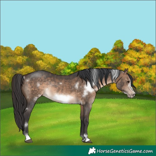 Horse Color:White Spotted Brown Dun Frame Rabicano 