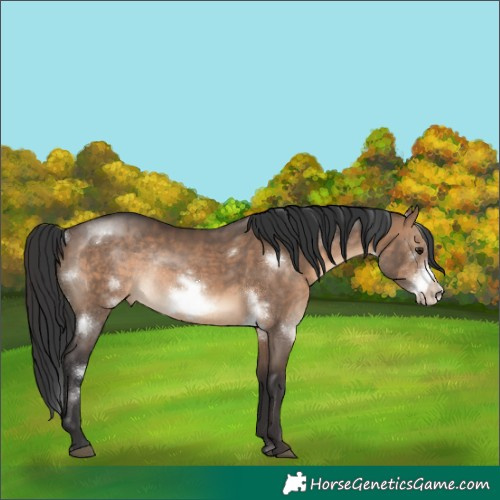 Horse Color:White Spotted Brown Dun Frame Rabicano 