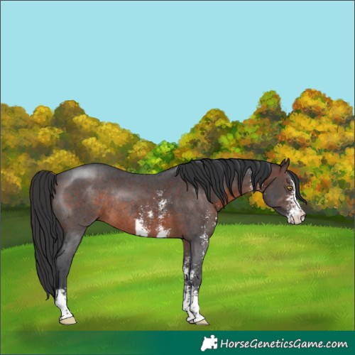 Horse Color:Brown Sabino Rabicano 
