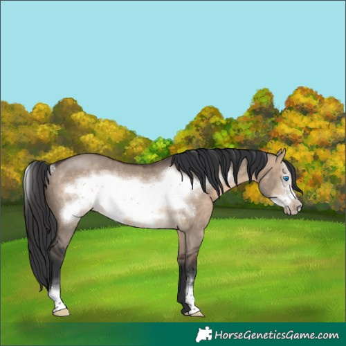Horse Color:Brown Dun Sabino Frame Rabicano 