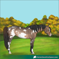 Horse Color:White Spotted Brown Dun Frame Rabicano 