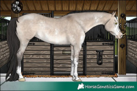 Horse Color:Brown Dun Sabino Rabicano 