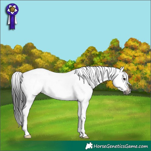 Horse Color:Black Sabino Frame Rabicano 