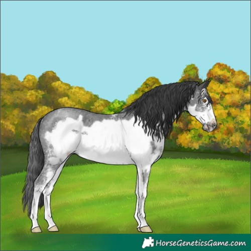 Horse Color:Black Sabino Frame Rabicano 
