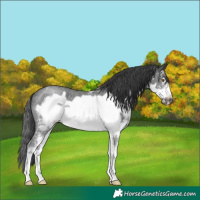 Horse Color:Black Sabino Frame Rabicano 