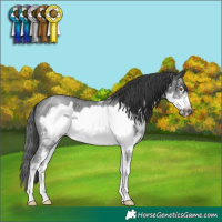 Horse Color:Black Sabino Frame Rabicano 
