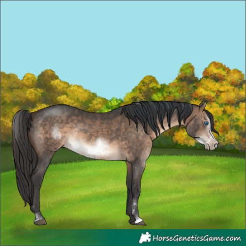 Horse Color:Brown Dun Sabino Frame Rabicano 