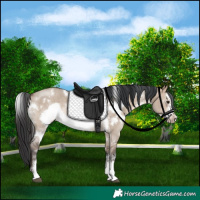 Horse Color:White Spotted Brown Dun Sabino Frame Rabicano
