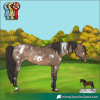 Horse Color:White Spotted Brown Dun Rabicano 