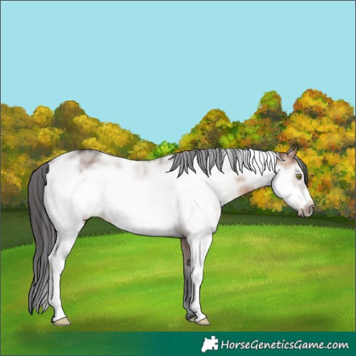 Horse Color:Brown Dun Sabino Frame Rabicano