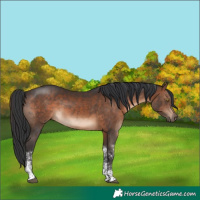 Horse Color:Brown Sabino Rabicano 