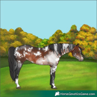 Horse Color:White Spotted Brown Sabino Rabicano