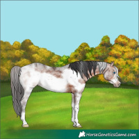 Horse Color:White Spotted Brown Sabino Frame Rabicano