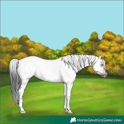 Horse Color:Brown Dun Sabino Frame Rabicano 