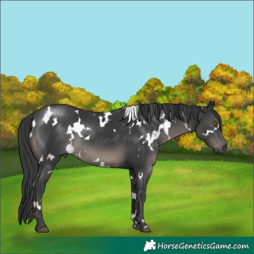 Horse Color:White Spotted Black Rabicano 